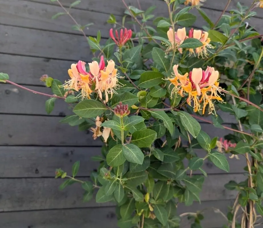 717 Fairview Avenue, ON L1W 1M6