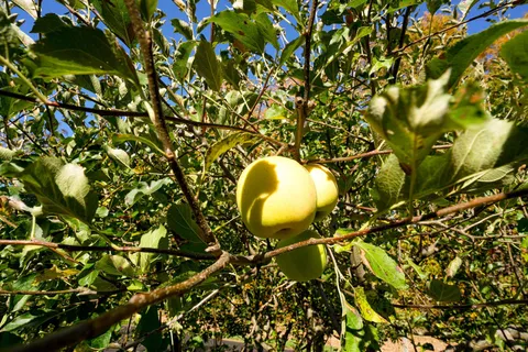 7558 Concession Road 2 Road, ON L0M 1M0