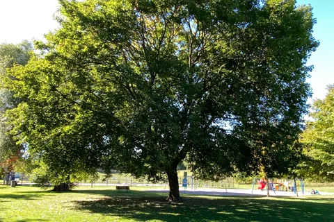 108 Orchard Heights Boulevard, ON L4G 2Z9