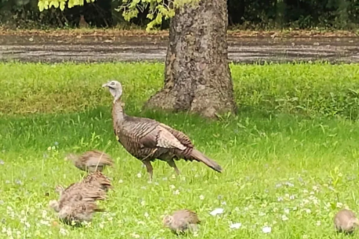 1121 Ferrier Avenue, ON L0L 1W0