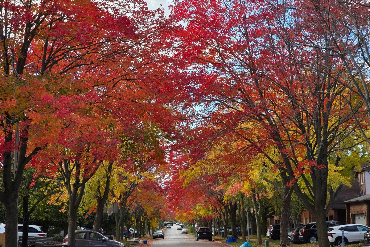 177 North Meadow Crescent, ON L4J 3C4