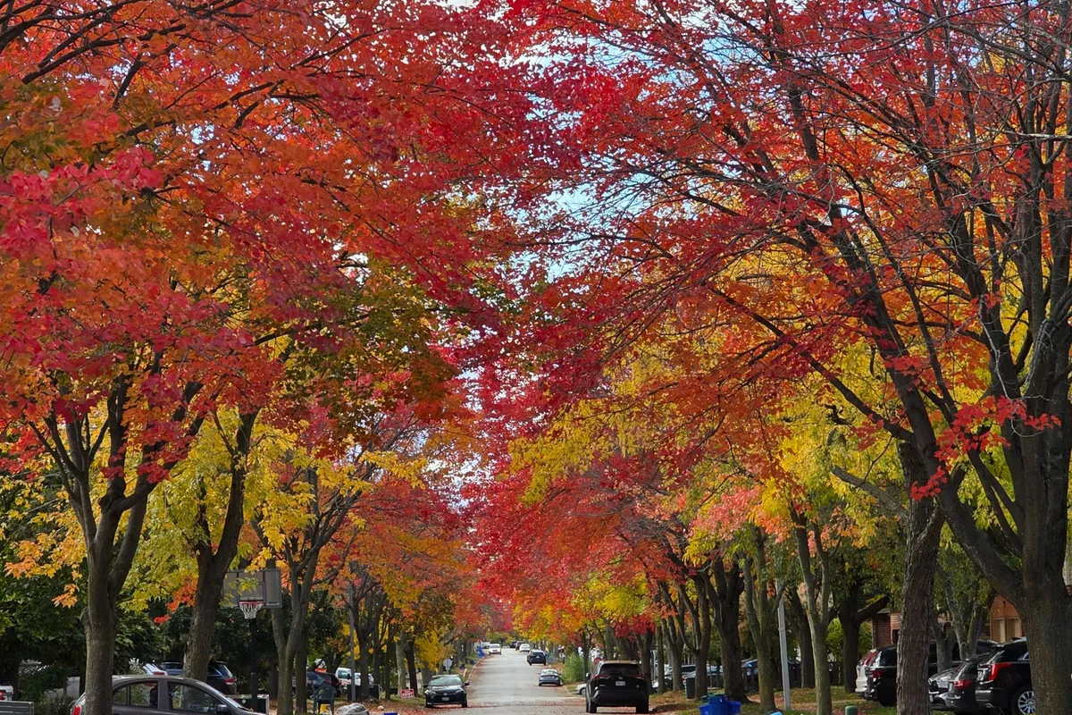 177 North Meadow Crescent, ON L4J 3C4