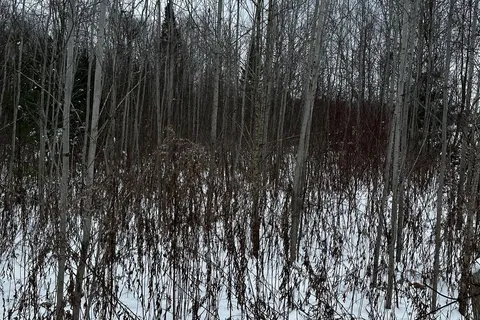 6155 Concession 2, Clearview, ON L0M 1N0