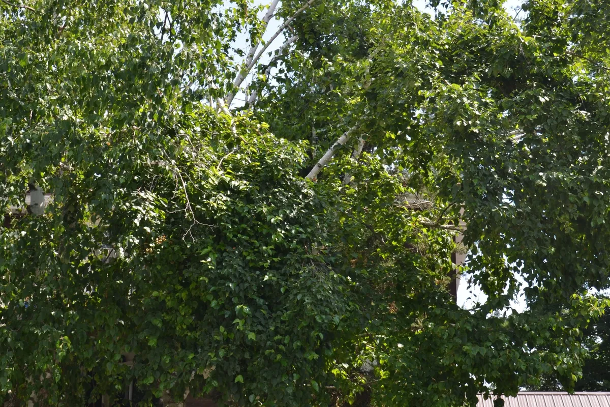 12 King's Court, ON L3V 6S4