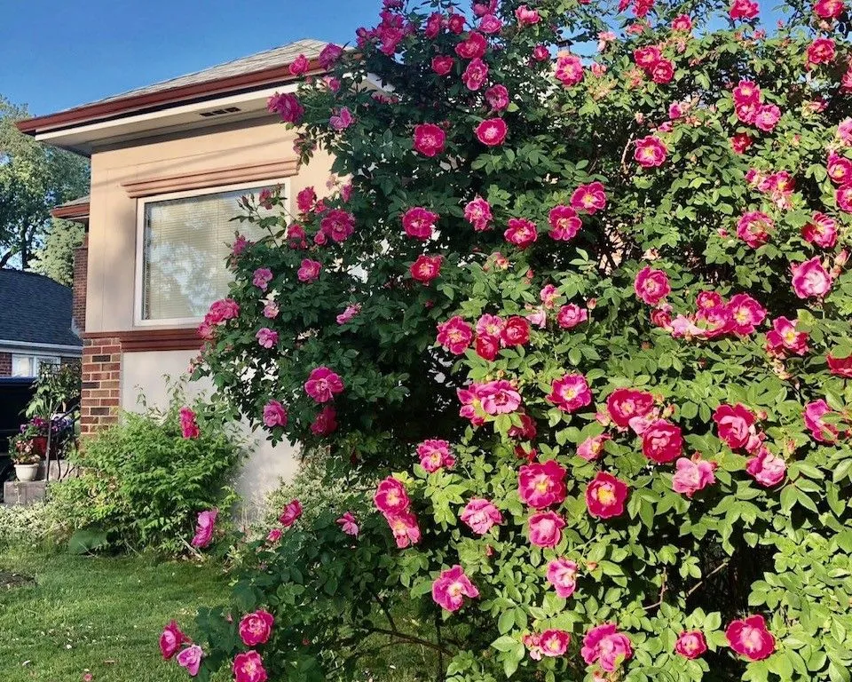 138 Wesley St, Toronto, ON M8Y 2X1