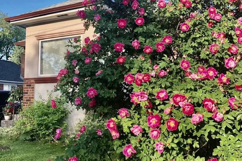 138 Wesley St, Toronto, ON M8Y 2X1