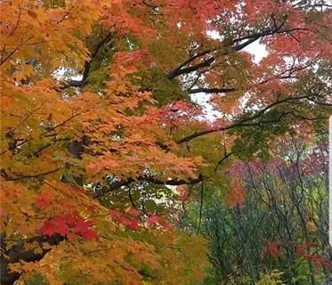 1592 CENTRE Rd, Hamilton, ON L8N 2Z7