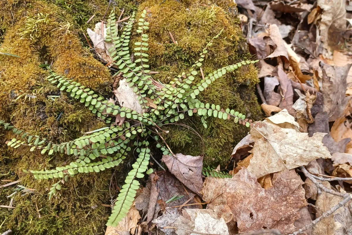 382309 Concession 17 N/A, ON N0H 2T0