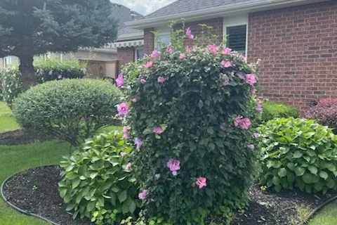 18 Jones Crescent, Tillsonburg, ON N4G 5X5