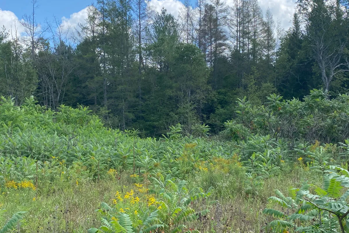 0 Stoney Settlement Road, ON K0K 1Y0