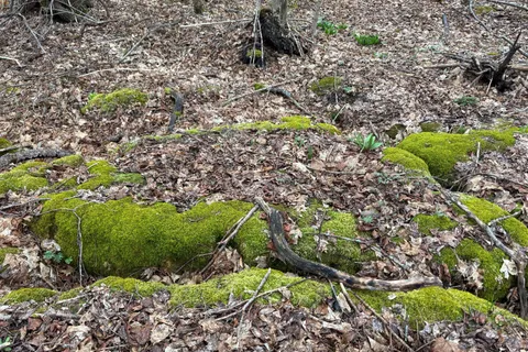 PT LT 9 CON 14 EBR PT 7 (3R1116) Concession, Northern Bruce Peninsula, ON N0H 1W0