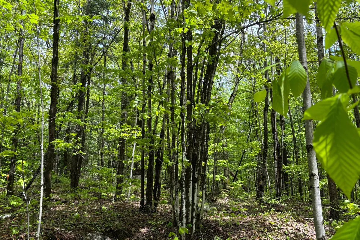 1498 Lone Pine Drive, ON P1L 1X4