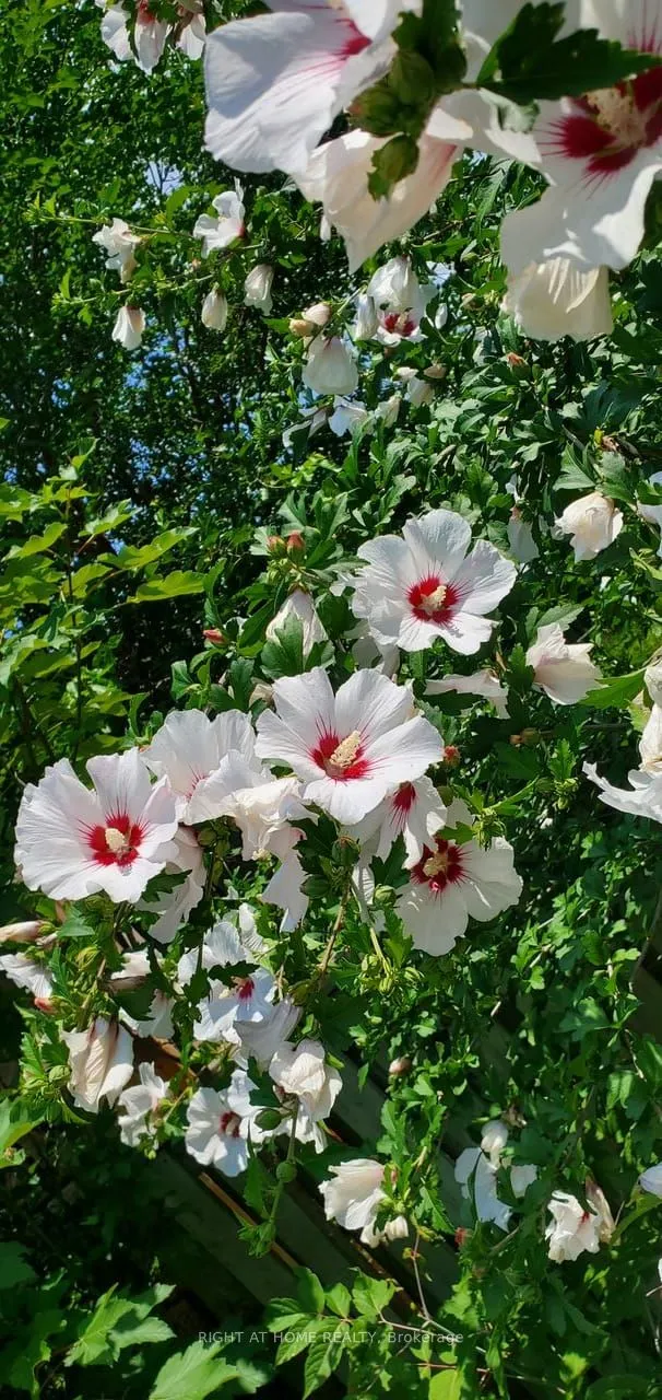 41 Brighton Avenue, ON N3S 1V8