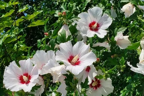 41 Brighton Avenue, ON N3S 1V8