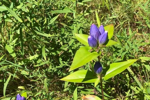 Lot 13 Boat Lake Road, ON N0H 2T0