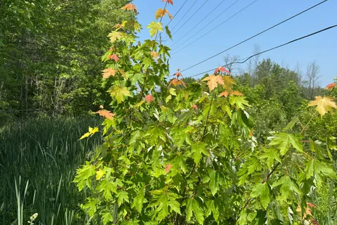 PT LT 36 & PT LT 37;  13 Concession, ON N0H 1A0