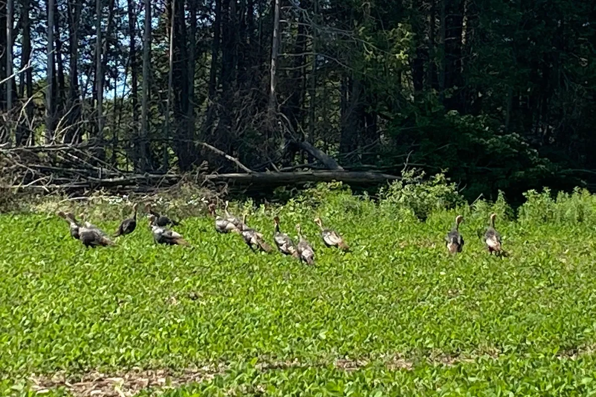 PT LT 3 County Rd 45 N/A, ON K0K 1C0