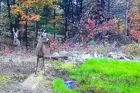 344 North Fox Lake Road, ON P1H 2J2