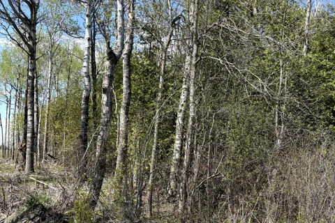 11865 (PtLt23) ARMSTRONG Road, ON K0C 2K0