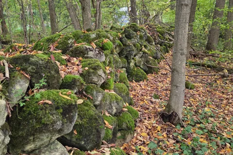 Lt12&13 Simpson Street, ON N0C 1E0