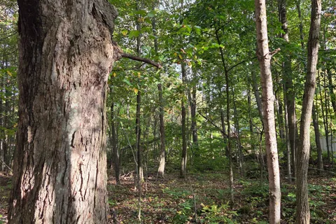 Lt12&13 Simpson Street, ON N0C 1E0