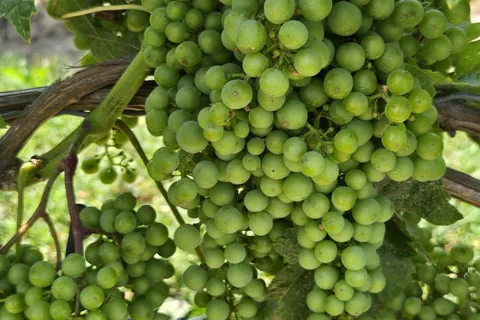 240 EASTCHESTER Avenue, ON L0S 1J0