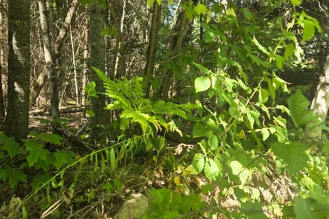 0 MacDuff Road Acres, ON K0L 3C0