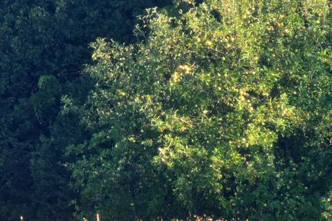 7020 Gallagher Road, ON K0A 2T0