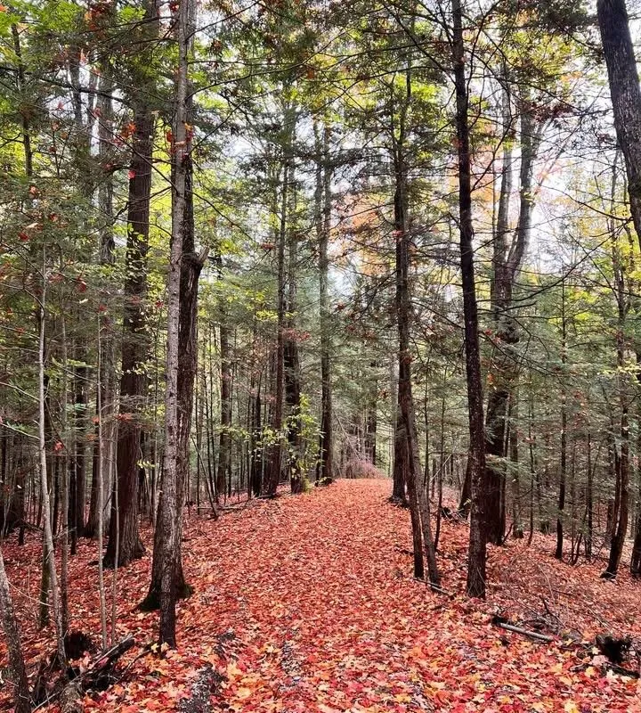 0 Lot Syer Line, ON L0A 1A0