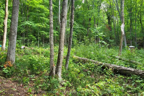 00 Elephant Lake N/A, ON K0L 1M0