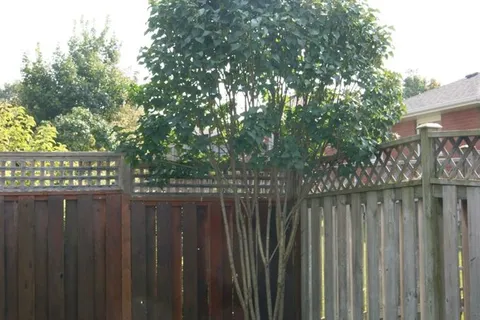 976 Glenhare Street, ON K9A 5G4