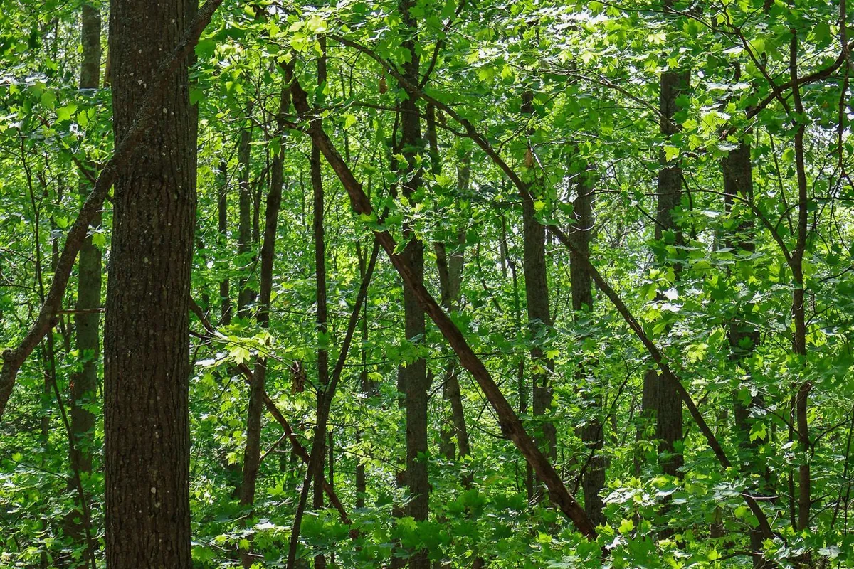 Lot 12 South Shore Road, ON P0H 1B0