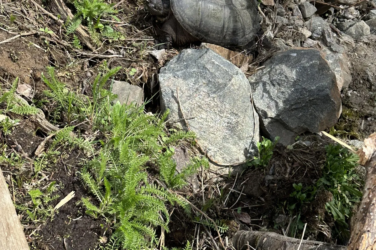 123 Hwy 520 N/A, ON P0A 1G0