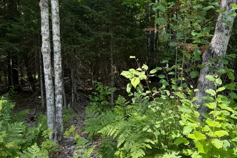 LT 26 Frank St Street, ON P0A 1Z0