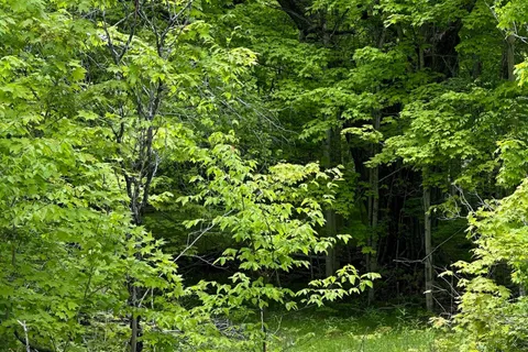 17146 Road 509 N/A, ON K0H 2P0