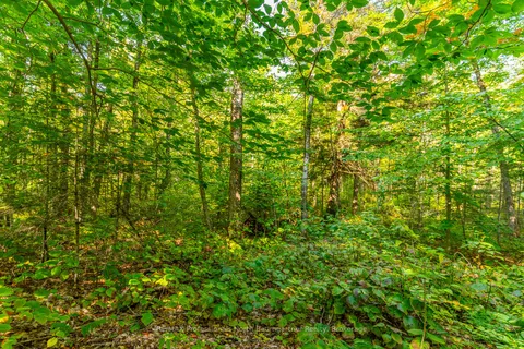 LOT 49 BASSHAUNT LAKE Road, ON K0M 1S0