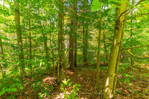 LOT 49 BASSHAUNT LAKE Road, ON K0M 1S0