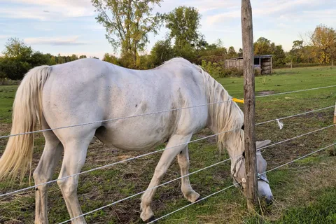 1319 Windham Centre Road, ON N0E 2A0