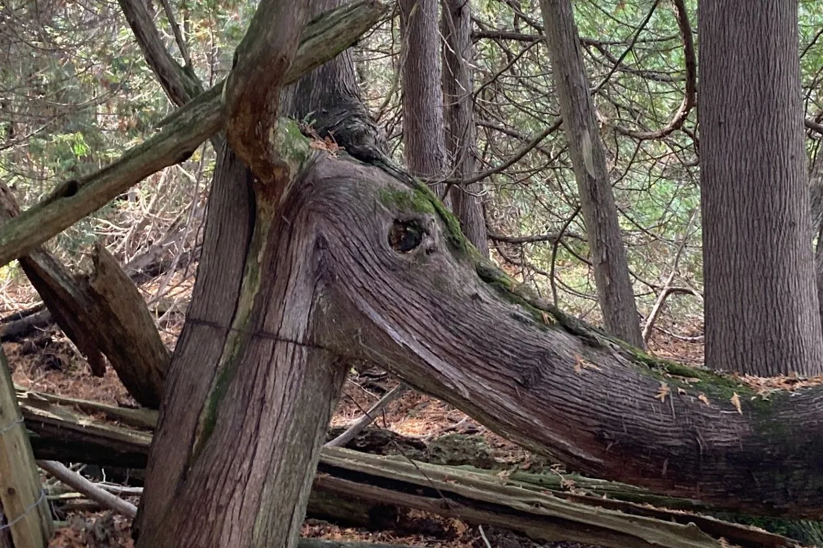 323 Orange Corners Road, ON K0L 2W0