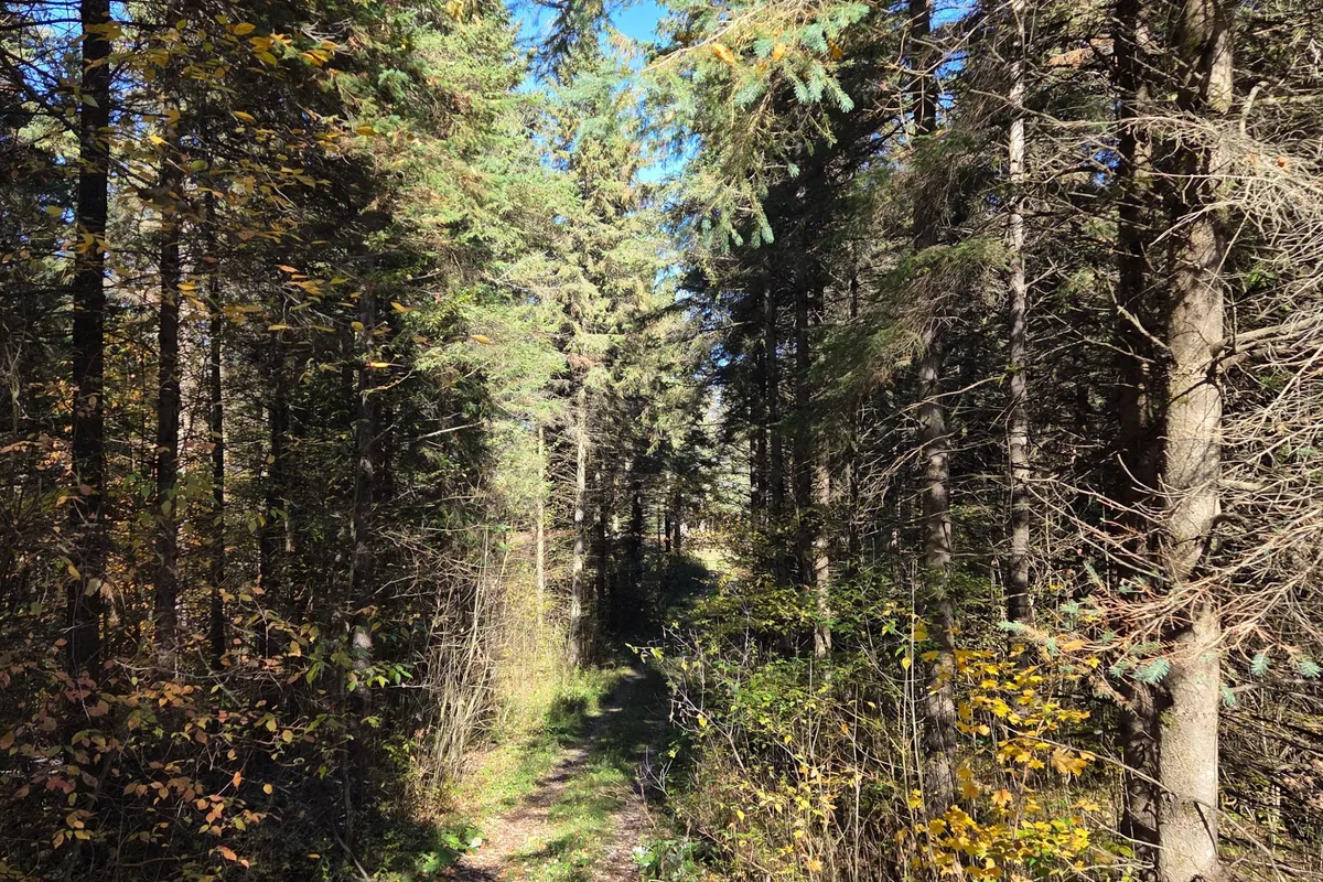 627383 15 Side Road, ON L0N 1M0