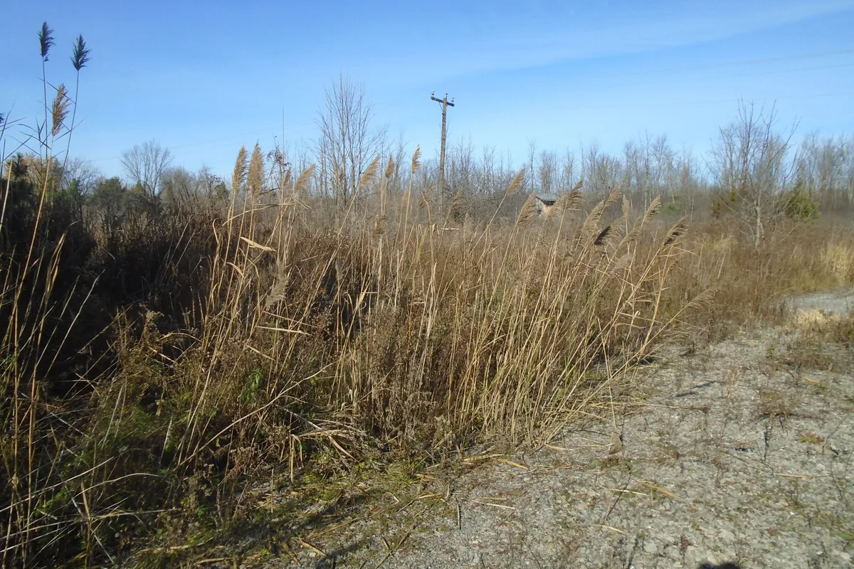 49 Rideau Avenue, ON K7A 4W1