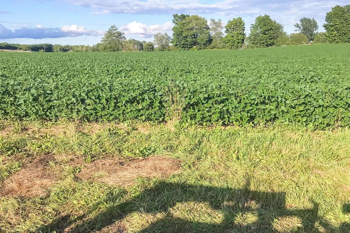 425158 Irish Lake Road, ON N0C 1H0