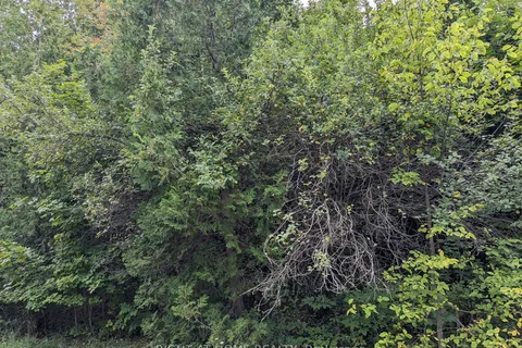 N/A Bowles Bluff Rd, Grey Highlands, ON N0C 1H0