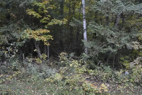 PtLt 61 Old Hastings Road, Wollaston, ON K0L 1P0