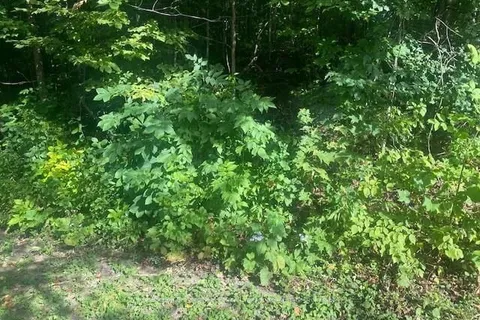 LOT JONES FALLS Rd, Rideau Lakes, ON K0G 1E0