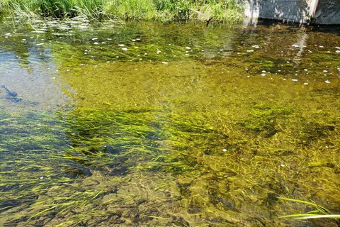 15572 Highway 17, Whitewater Region, ON K0J 1Y0